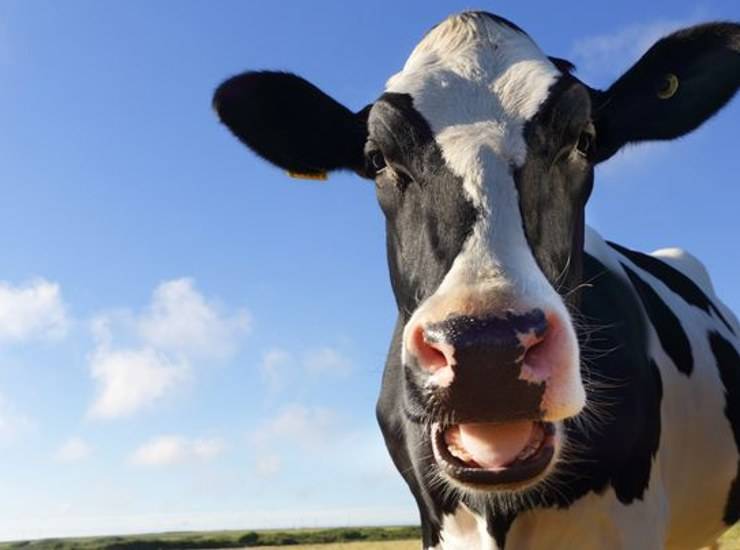 vegetariani sul piede di guerra