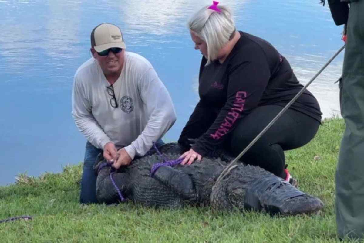 Alligatore uccide una donna