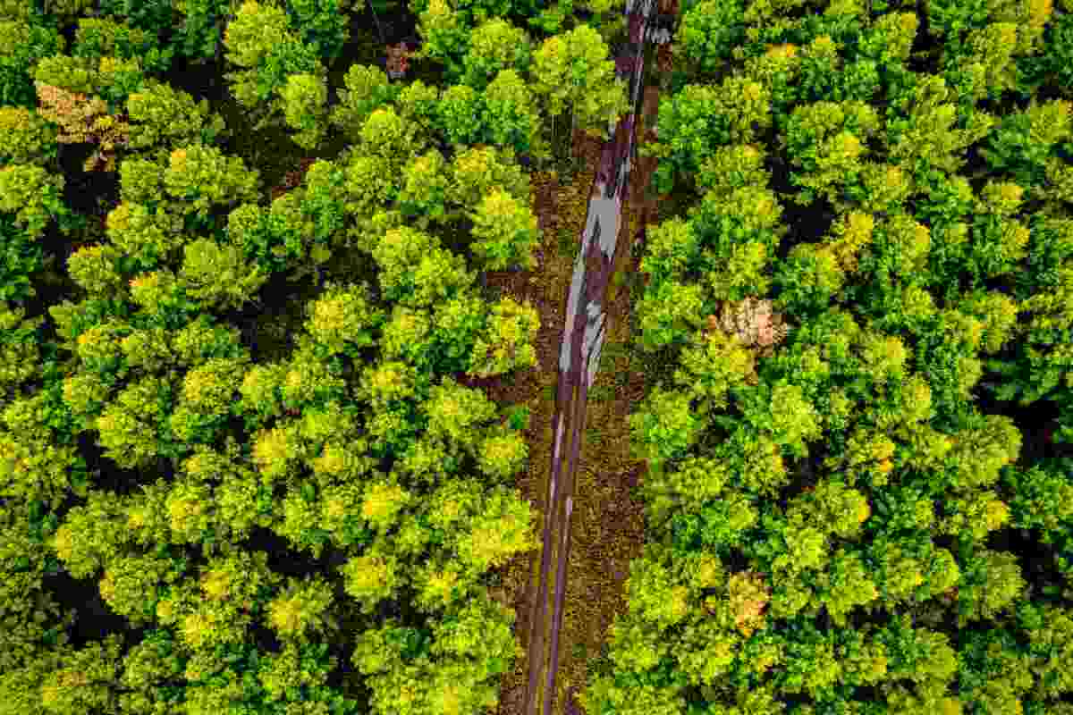 Foresta Cina 