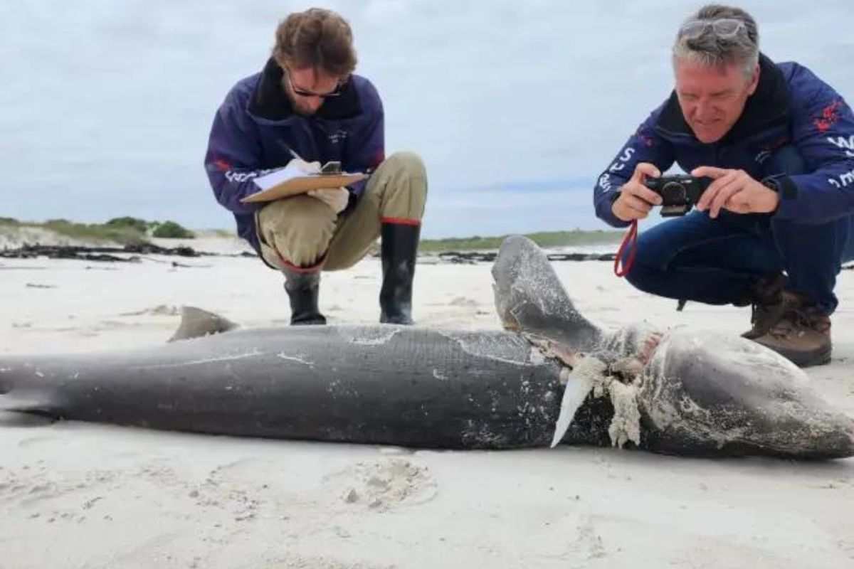 Squalo morto sulla spiaggia 