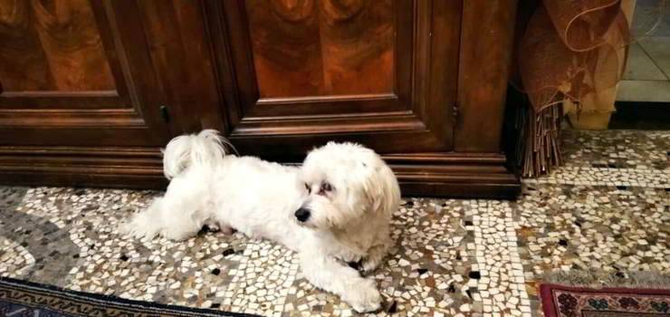 cane-maltese-rochy-investito-morto-piazza-carducci.jpg