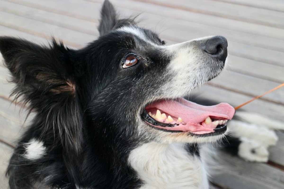 Il border collie che salva il padrone