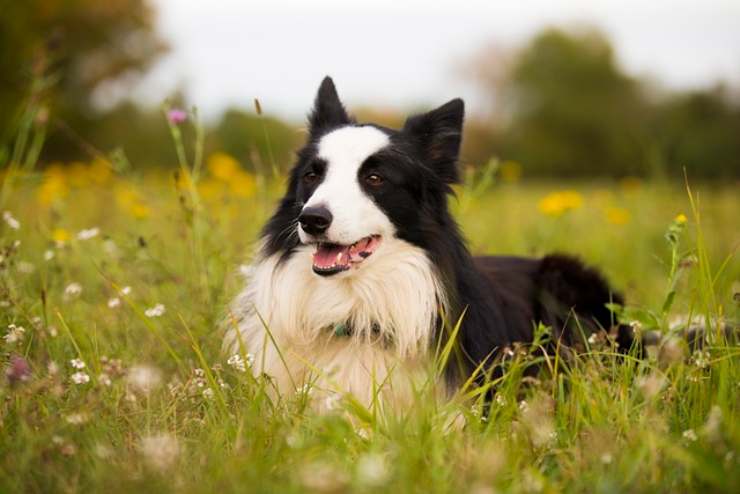 Border Collie salva il suo padrone col tumore