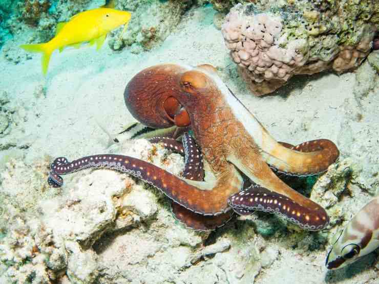 polpo sul fondo del mare