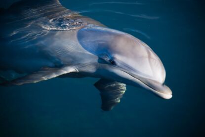 delfino