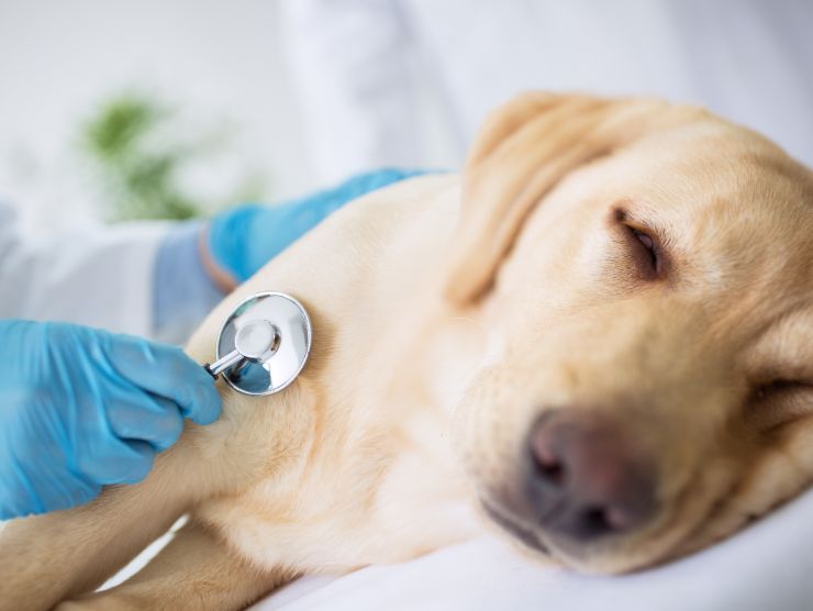 cane malato dal veterinario