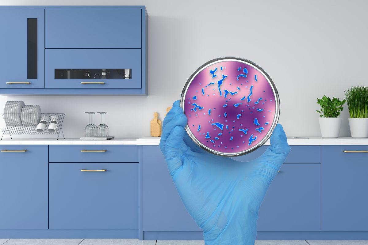 cucina e mano con un vetrino e una colonia di batteri