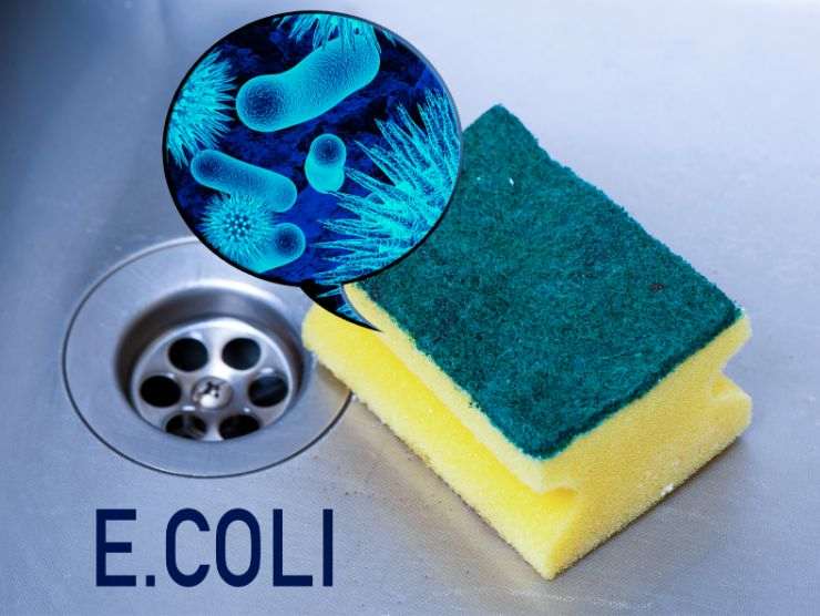 pericolo e.coli spugna per piatti
