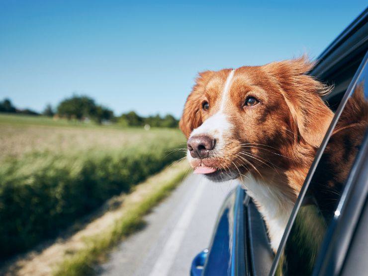 cane affacciato dal finestrino della macchina